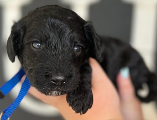 Recall Training: How to Build a Reliable Come When Called