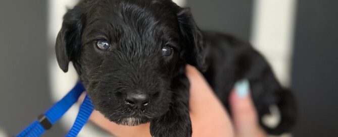 Black Doodle puppy being held in the air