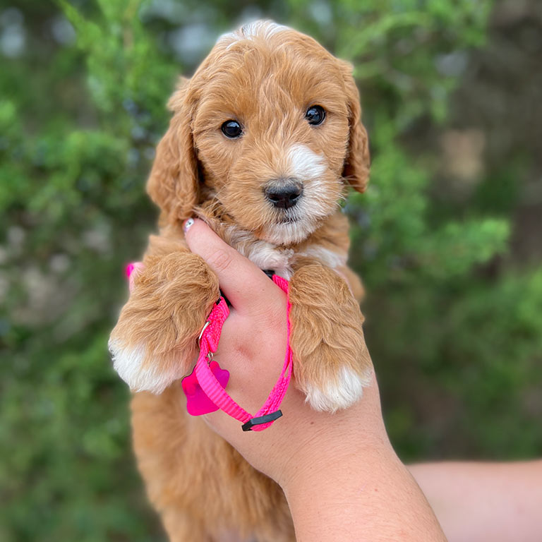 Brown puppy with white paws