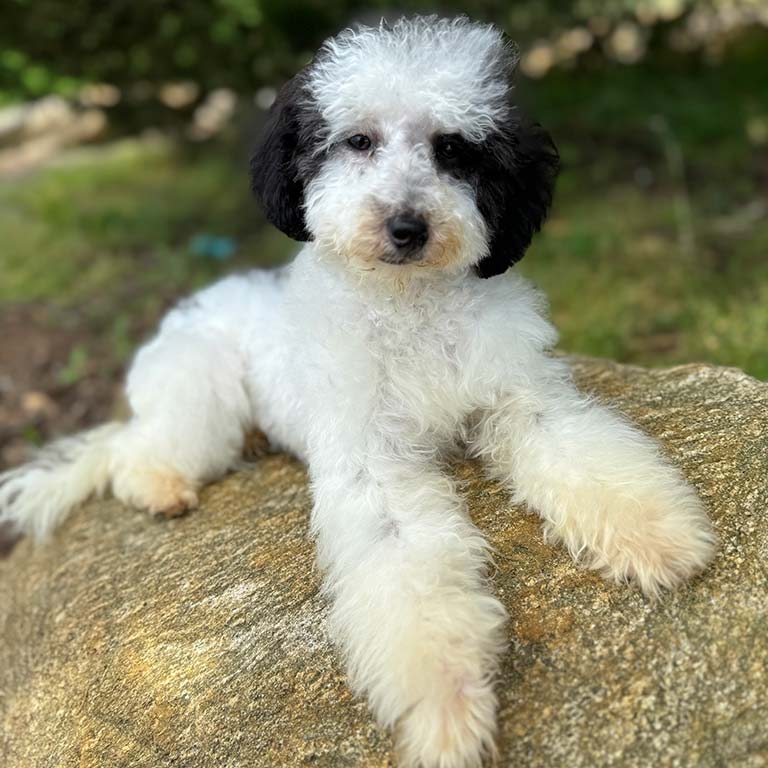 Black and white doodle lying on the grass after receiving dog ear care