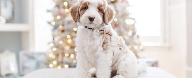 Doodle from Double U Doodle sitting in front of a Christmas tree