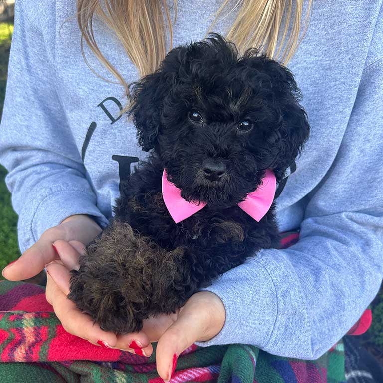 Black Doodle puppy who is going home to a puppy-safe home