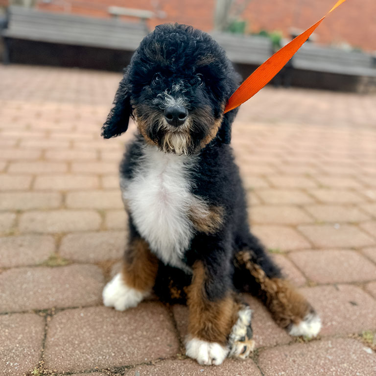 Bernedoodle puppy whose home is puppy-proofed