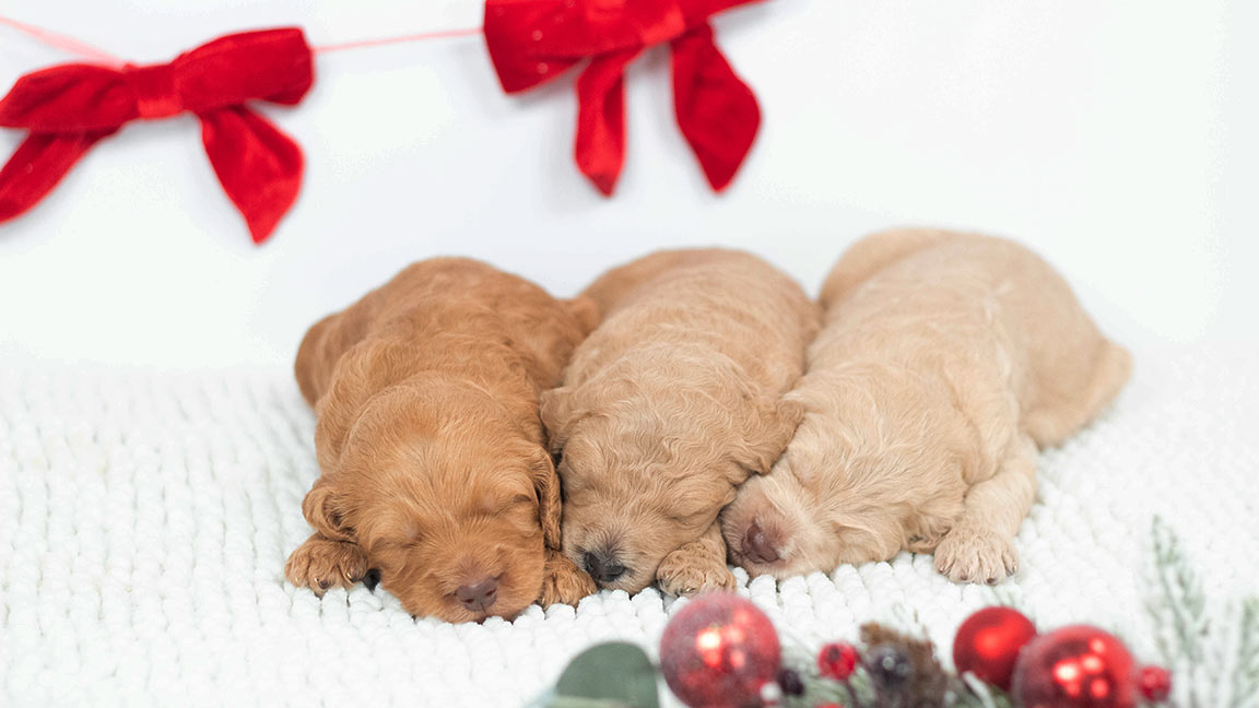 Three puppies sleeping next to each other on a white blanket