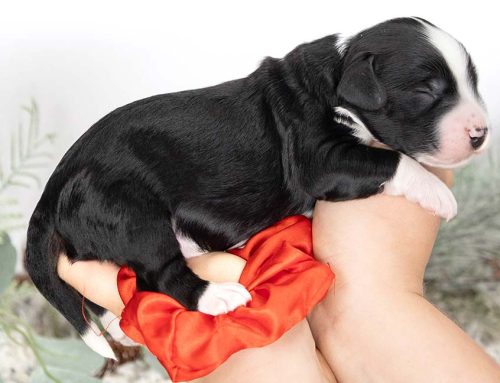 Creating a Puppy-Safe Home: A Breeder’s Safety Checklist