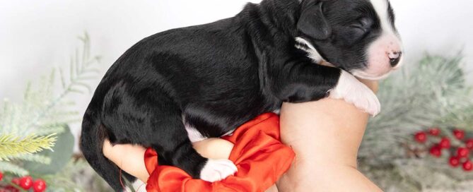 Bernedoodle puppy being held in two hands