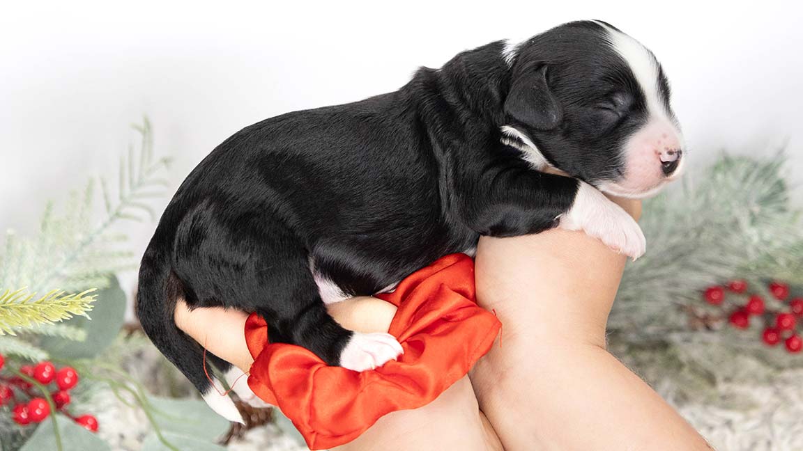 Bernedoodle puppy being held in two hands