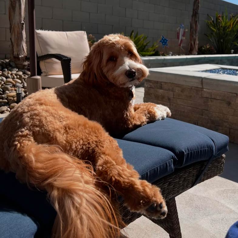 Dog lying in the sun at the end of the afternoon, a good way to keep your dog cool during the summer