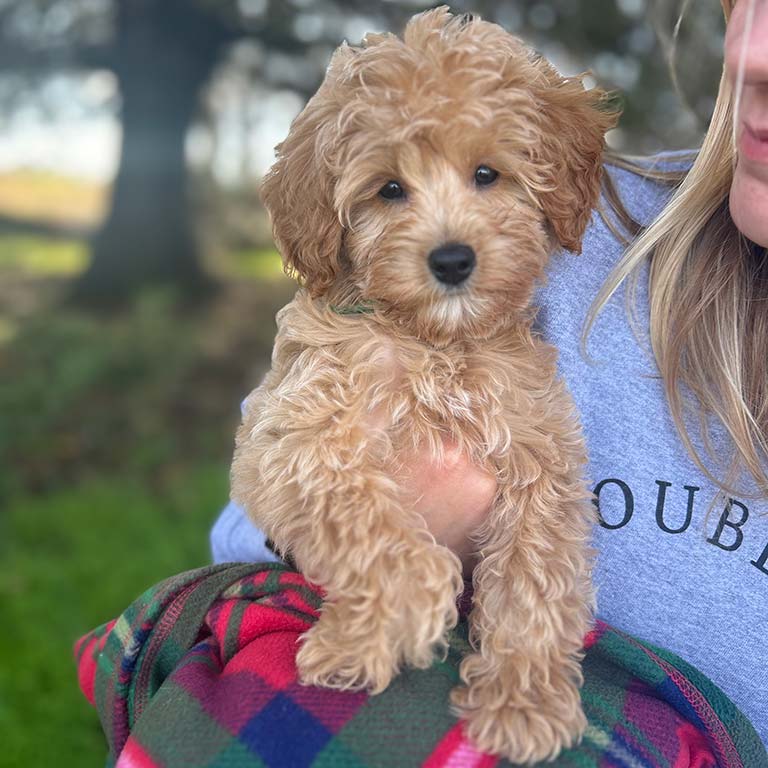 Young woman holding a puppy from double U Doodles in her arm
