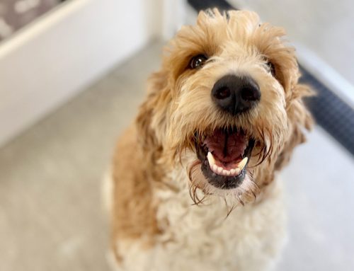 How to Keep Your Dog Cool in Summer