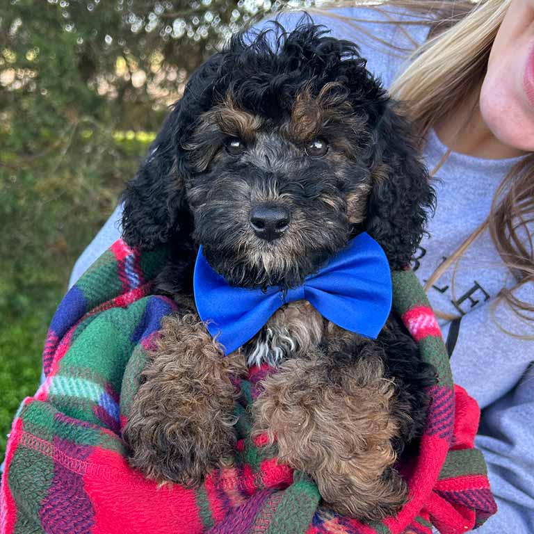 Bernedoodle puppy with a blue bowtie