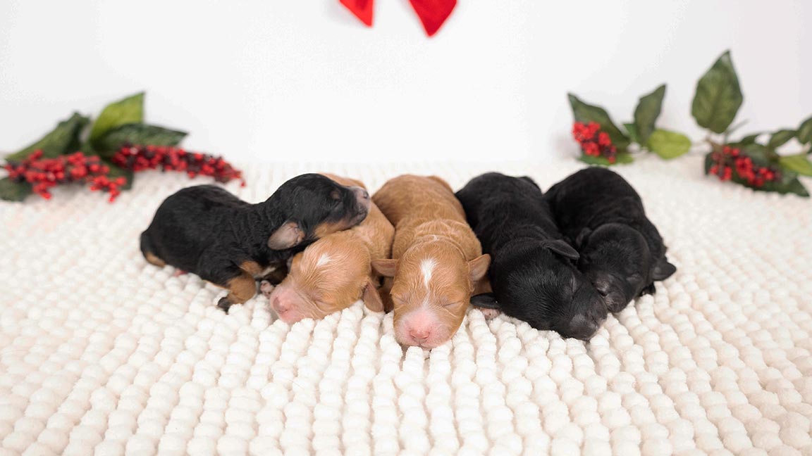 Litter of Doodle puppies sleeping together on a fluffy white blanket