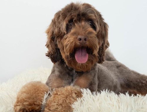 Scent Games for Dogs Your Pup Will Go Crazy For