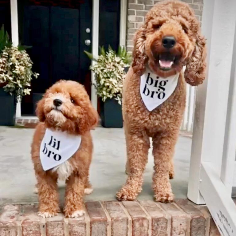 Two Goldendoodles of different sizes standing next to each other
