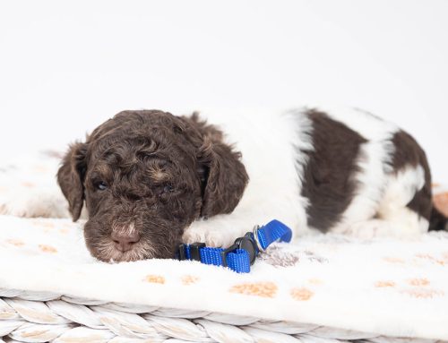 Fish Oil for Dogs: Benefits Beyond a Shiny Coat