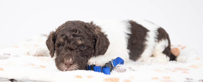 Black and white puppy lying on a white mat