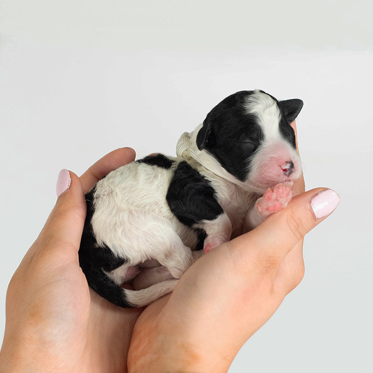 Black and white puppy held in two hands, after owner has already done all the puppy proofing
