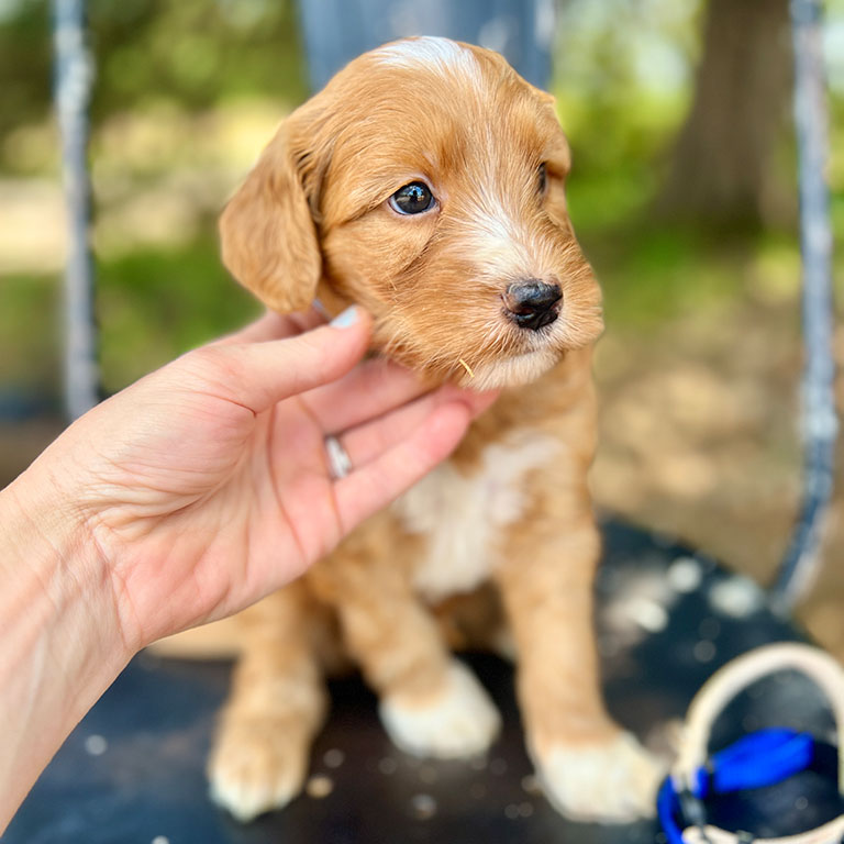 Puppy sitting outside while handler is touching his face