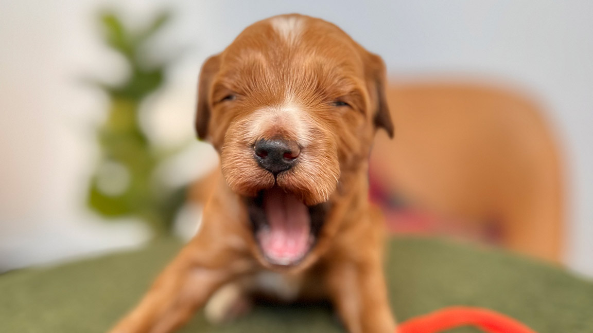 Brown and white puppy yawning