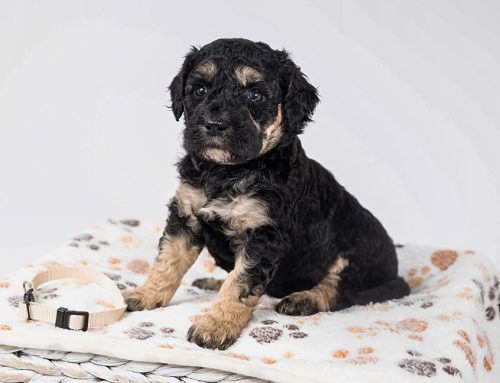 Puppy Proofing Checklist: Prepare Your Home for a Puppy