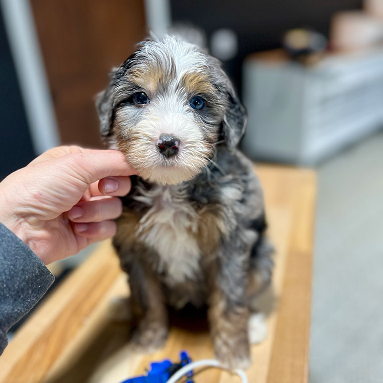 Doodle puppy sitting on a wood table
