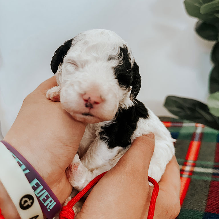 Puppy in his first weeks of life