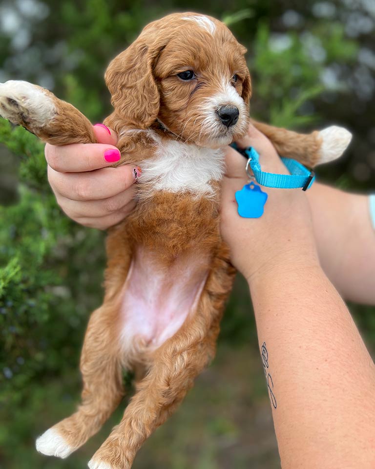Puppy in his first year of life, being lifted by his trainer