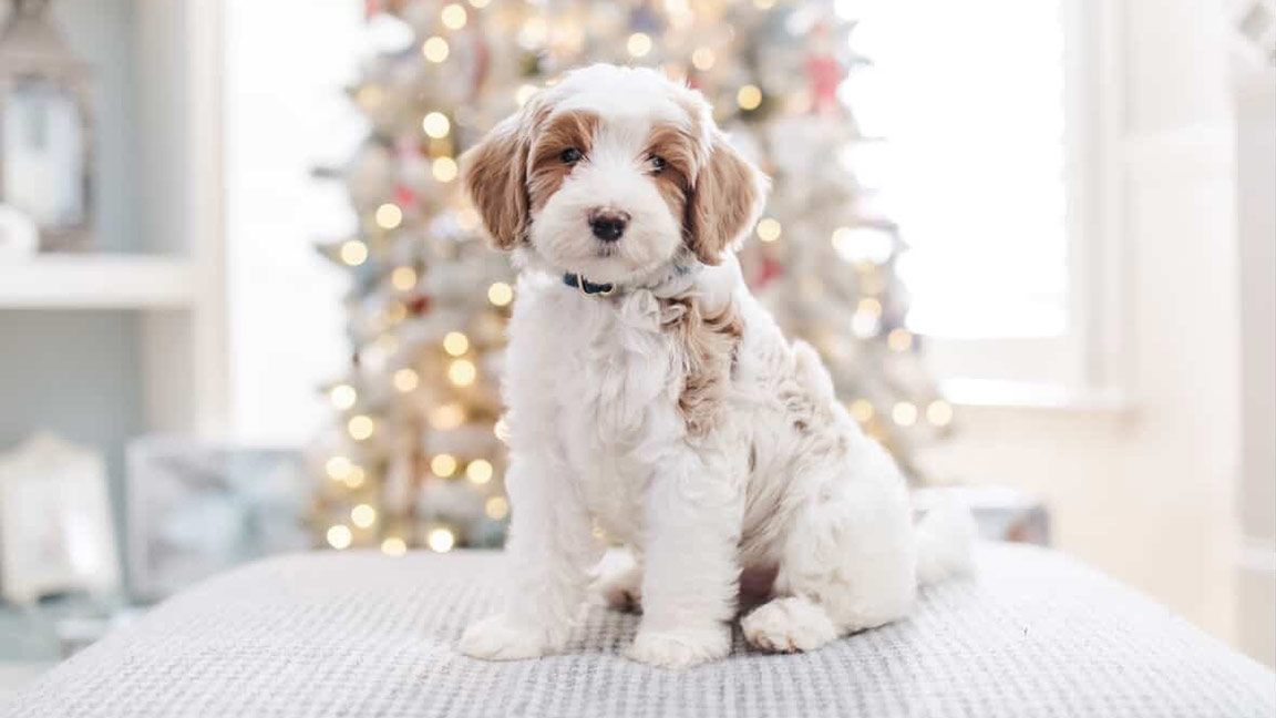One year old puppy sitting in front of a Christmas tree