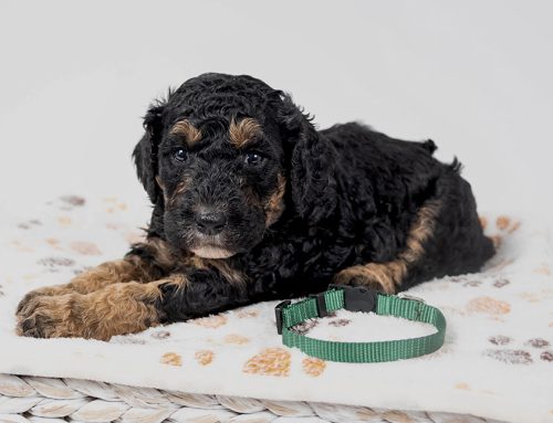 Your Puppy’s First Year: A Month-by-Month Development Timeline