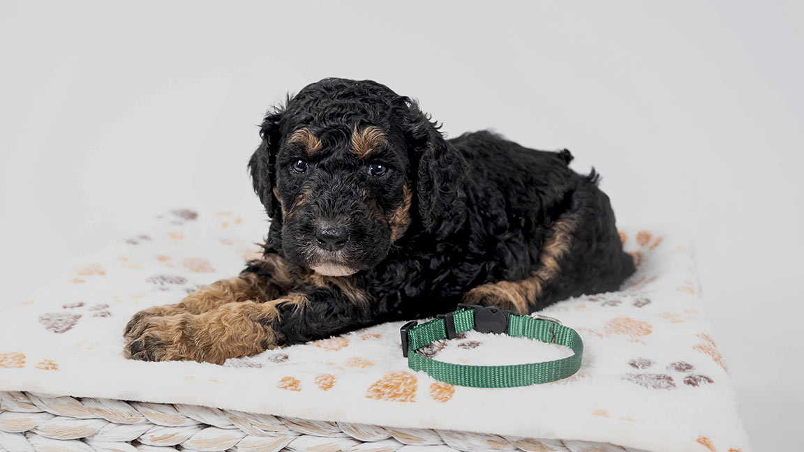 Bernedoodle in his puppy's first year