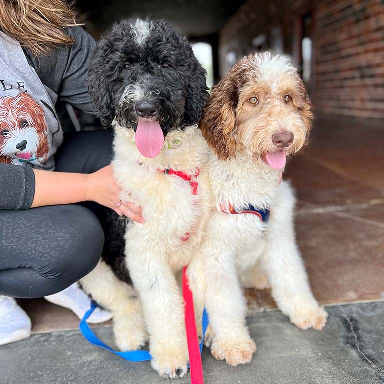 Two dogs getting on very well, on their way to the dog park after learning dog park safety