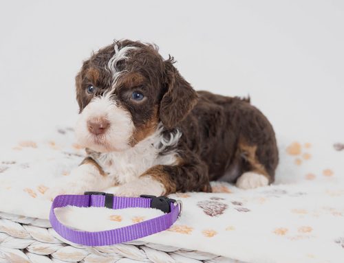 Dog Park Safety and Etiquette