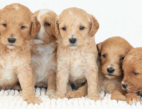 Dog Motion Sickness: Why It Happens and How to Help