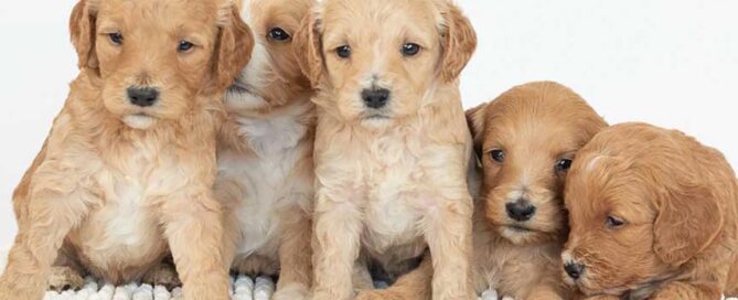 Five Goldendoodle puppies sitting and lying down in a line