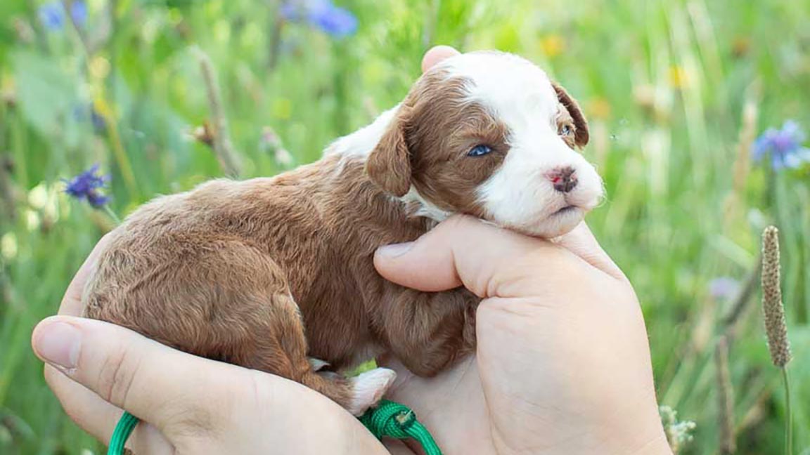 Doodle puppy being held in one hand