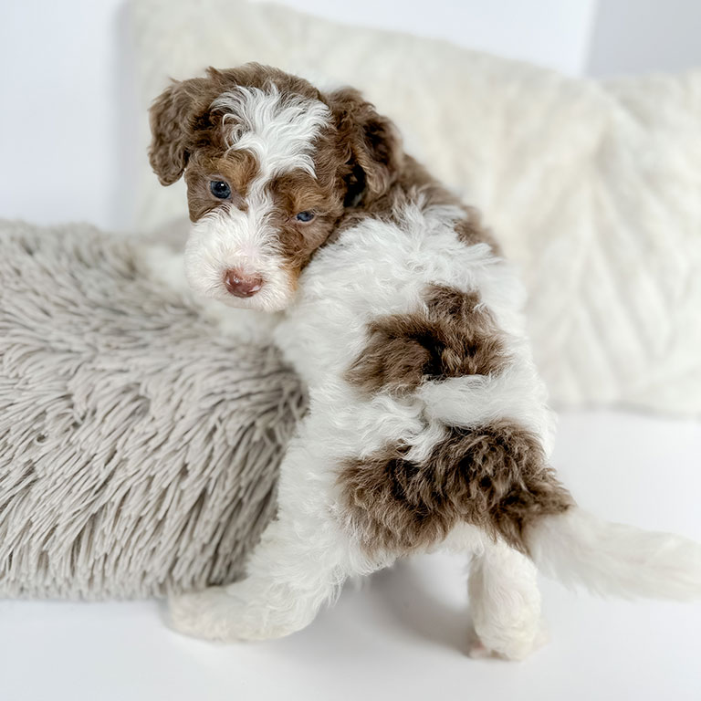 White and brown doodle puppy climbing on a pillow