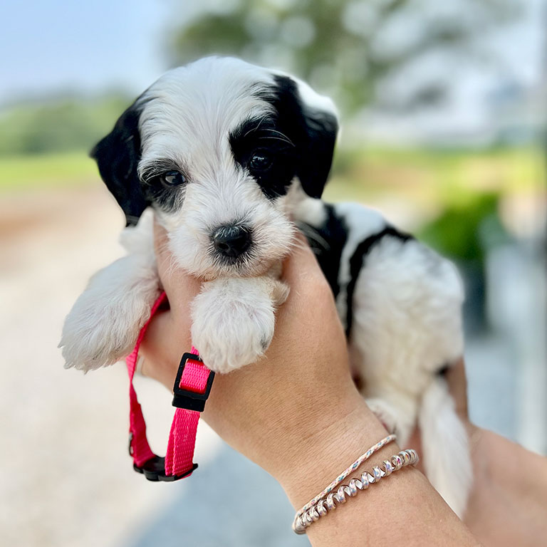 Black and white puppy being held in a hand