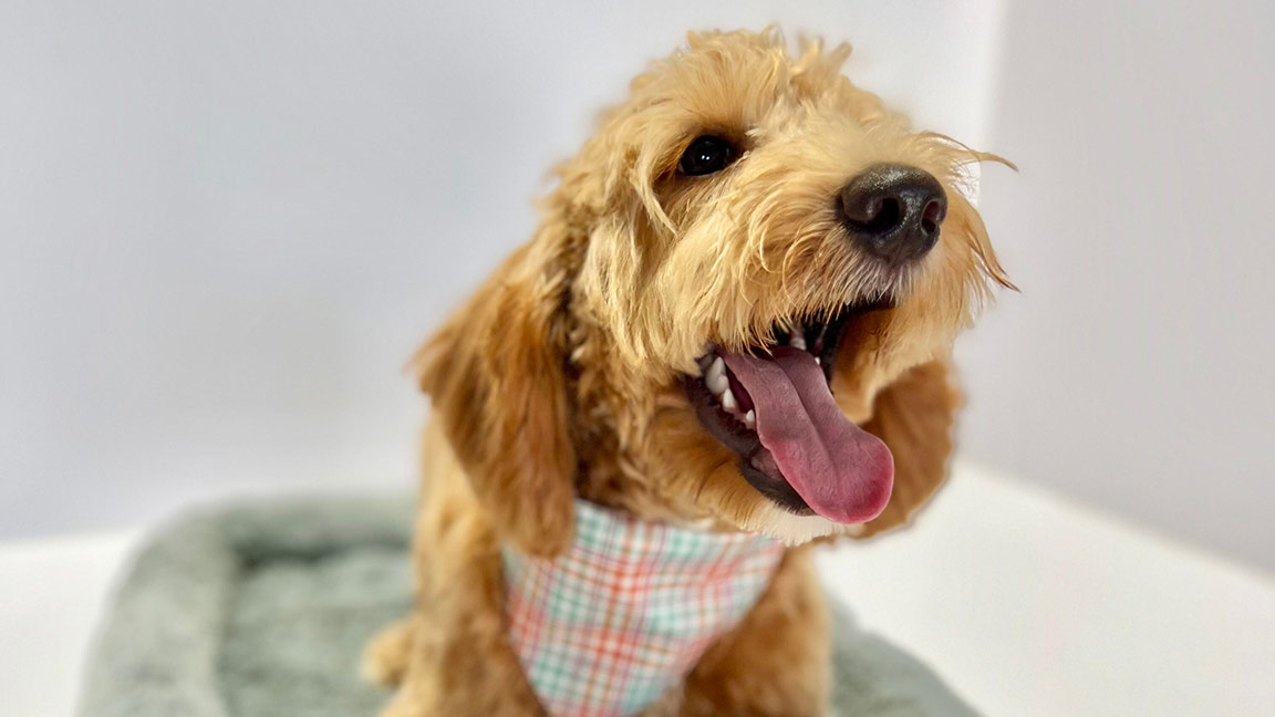 Adult Goldendoodle wearing a bandana, with his mouth open