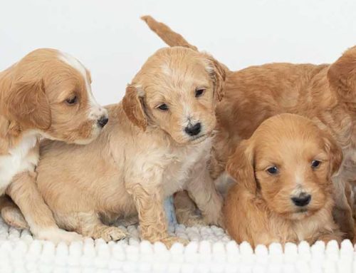 Dog Nose Prints: Why They’re as Unique as Fingerprints