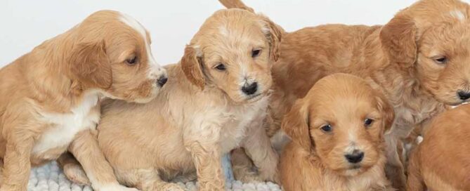 Goldendoodle puppies with different dog nose prints