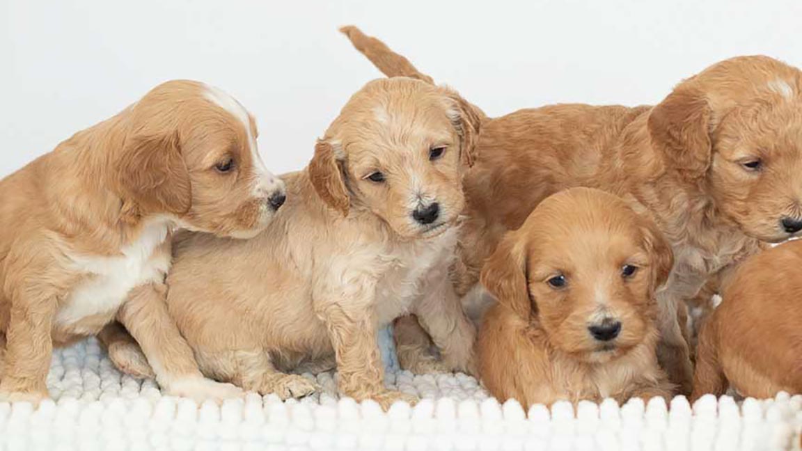 Goldendoodle puppies with different dog nose prints